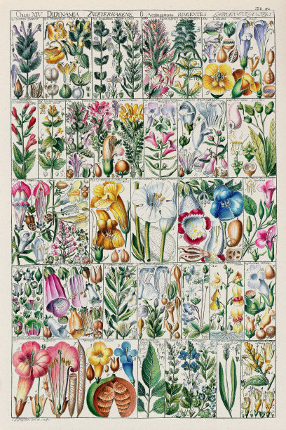 古董植物图表插图。大约在1790年图片下载