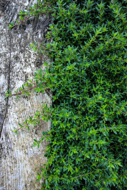生长在木制花园小径上的百里香图片下载