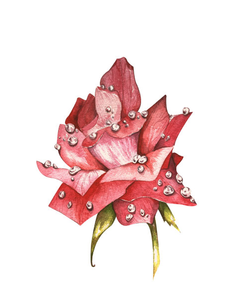 雨后鲜红的玫瑰。水彩插图集。适合明信片、请柬和设计图片下载