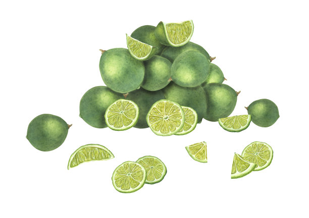 在白色背景上孤立的柠檬片和整片的构图。成熟芳香的水果。叠成幻灯片的柑橘。植物插图菜单，鸡尾酒会，传单，海报图片下载