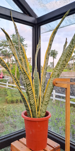 三叶蛇属植物图片下载