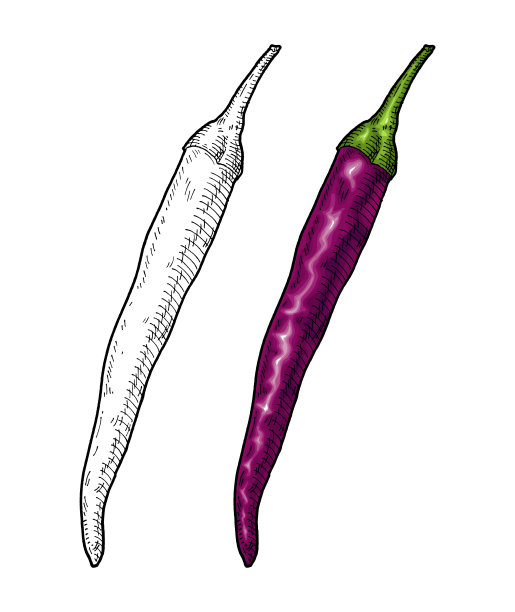 整个紫椒。复古雕刻矢量彩色插图图片下载