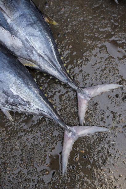 黄色鳍的特写图片下载