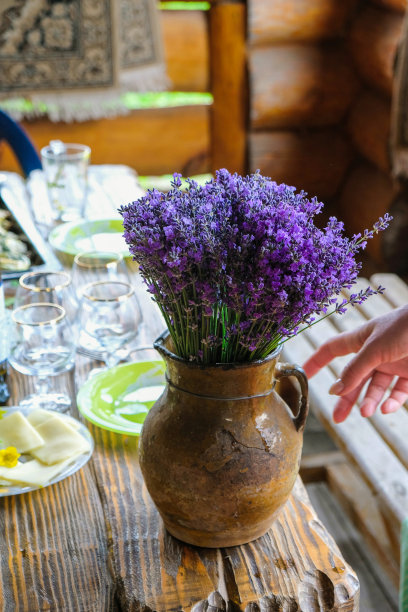 餐桌上陶瓷壶里的薰衣草花束。女人的手靠近花瓶。图片下载