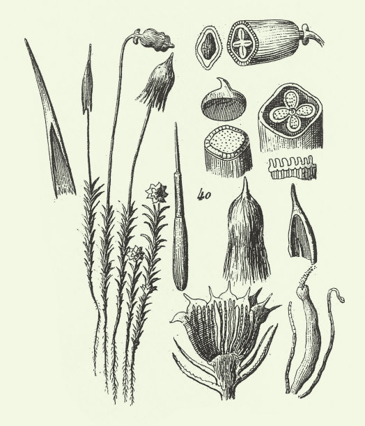雕刻古玩、桧花、藻类、真菌、苔藓植物、水龙足植物等非开花植物的代表图片下载