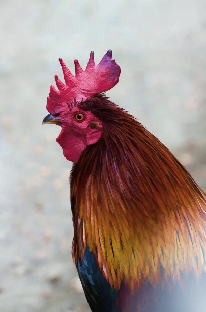 色彩鲜艳的公鸡头在灰色模糊的背景，美丽的根。图片下载