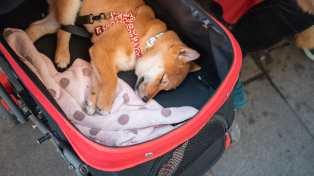 一只柴犬小狗在婴儿车里安静地睡觉图片下载