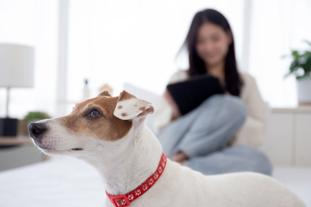 美丽年轻的亚洲女人微笑着坐在数码平板电脑上上网与舒适的陪伴狗在家里的卧室，女人用平板电脑休闲与宠物，生活方式的概念。图片下载