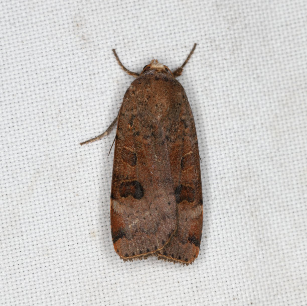 坐在窗帘上的蛾子(夜蛾)被光线吸引进了屋子。图片下载