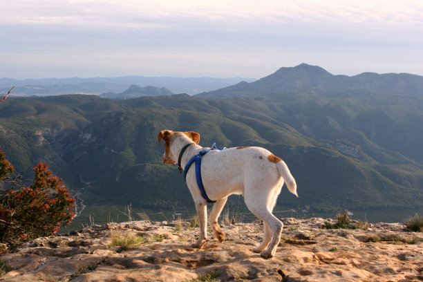 一只狗在山顶上图片下载
