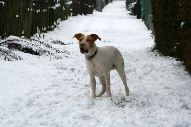 一只中等大小的狗站在雪地里图片下载