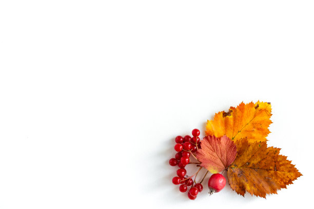 秋天，干枯的树叶，白色背景上的浆果。平铺，俯视图，复制空间图片下载