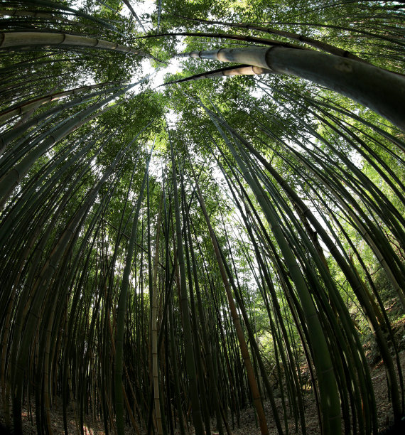 竹林与高大的树干从摄影师与鱼眼镜头下面看到图片下载