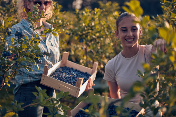 母亲和女儿在家庭有机农场采摘蓝莓。图片下载