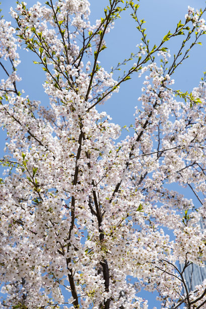 樱花图片下载