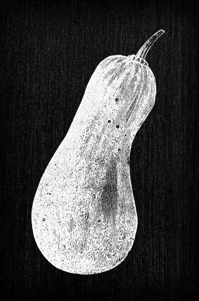 植物学蔬菜植物古董雕刻插图:那不勒斯南瓜图片下载