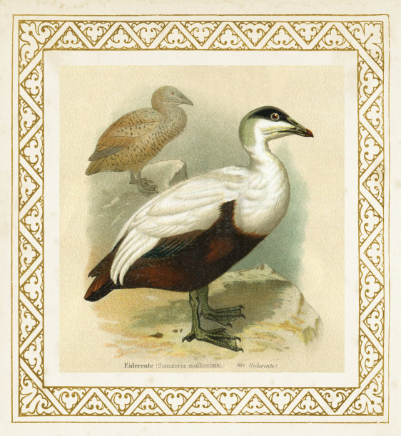 普通羽绒海鸭插图1897图片下载