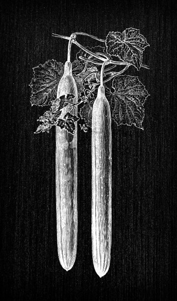 植物学蔬菜植物仿古雕刻插画:贝德福德公爵黄瓜图片下载
