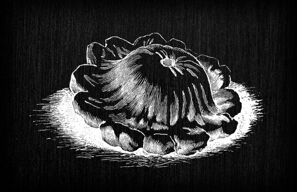 植物学蔬菜植物仿古雕刻插图:冠葫芦，奶油西葫芦图片下载