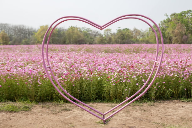 粉红色的心和花田图片下载