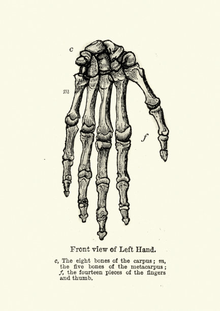 老式的手部骨骼解剖图图片下载