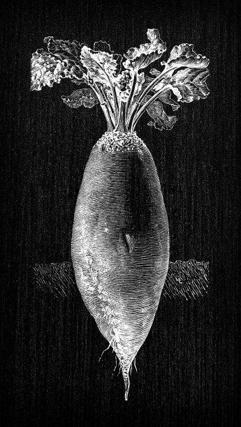 植物学蔬菜植物古董雕刻插图:甜菜图片下载