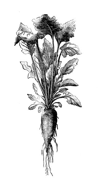 古董插图雕刻制造业:甜菜生产图片下载