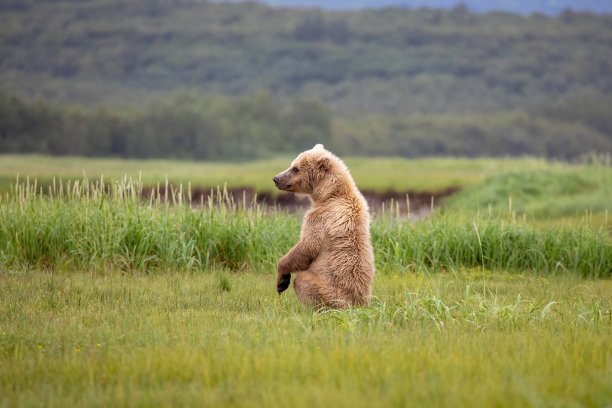 棕色的熊坐在田野里图片下载