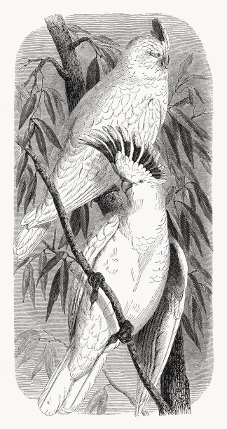 粉红凤头鹦鹉（Cacatua leadbeateri），1868年木刻版画图片下载