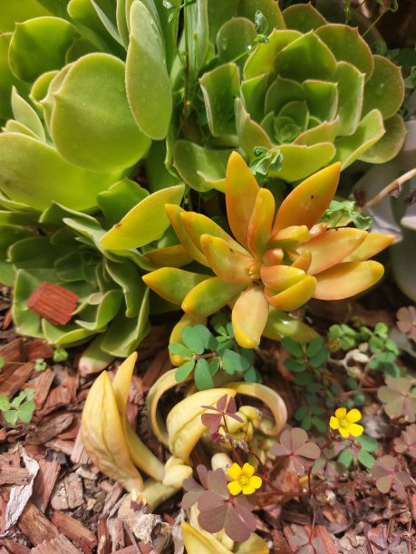 用三叶草种植多肉植物图片下载