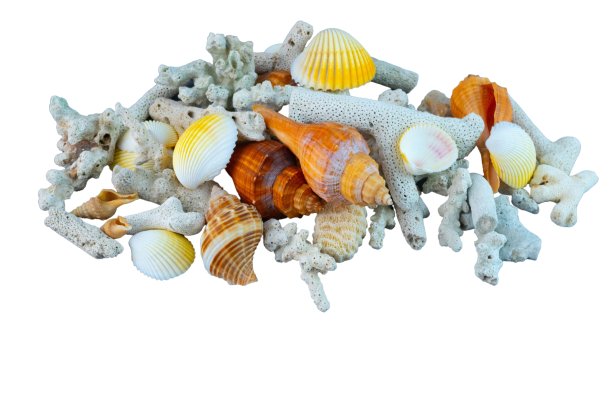 白色背景上孤立的各种贝壳和珊瑚图片下载