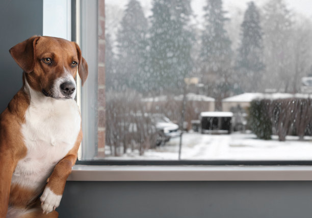无聊的狗坐在窗边图片下载