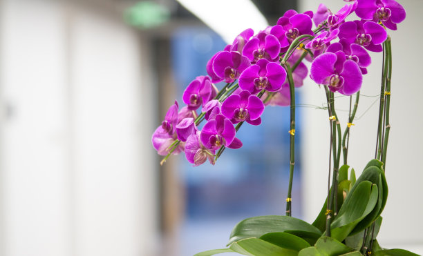 办公室前台盛开的蝴蝶兰图片下载