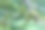挂在树上的真正的榴莲果实是一个未成熟的果实图片下载