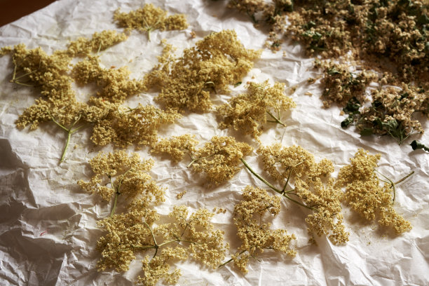 在纸上晒接骨木花图片下载