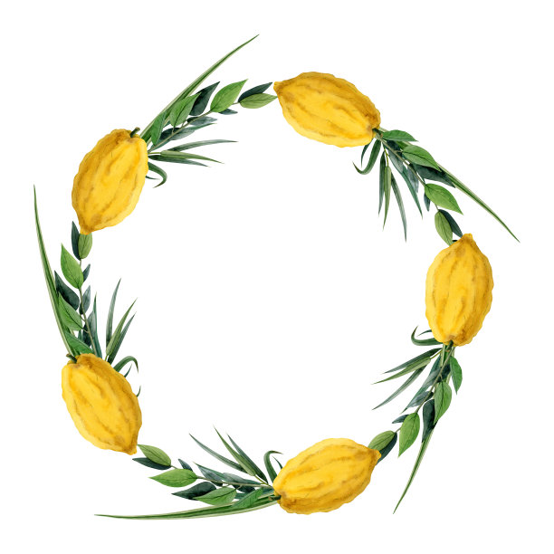 水彩画柠檬果与绿枝花环，适用于犹太住棚节贺卡、贴纸和请柬图片下载