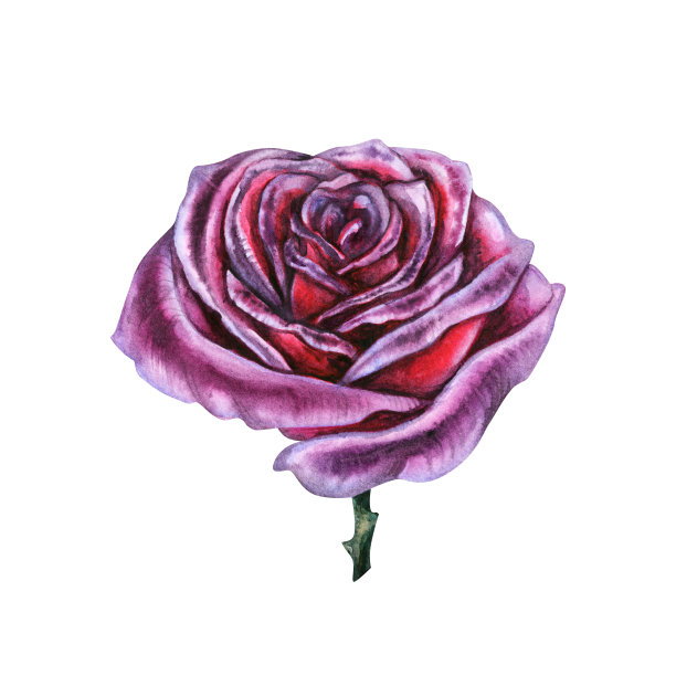 深紫色的玫瑰与茎和叶手绘水彩图片下载