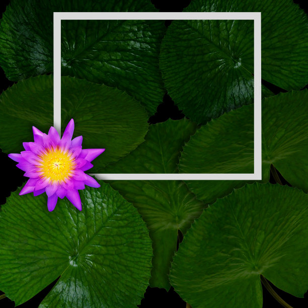 绿叶图案，白色框架，自然概念，荷叶纹理背景图片下载