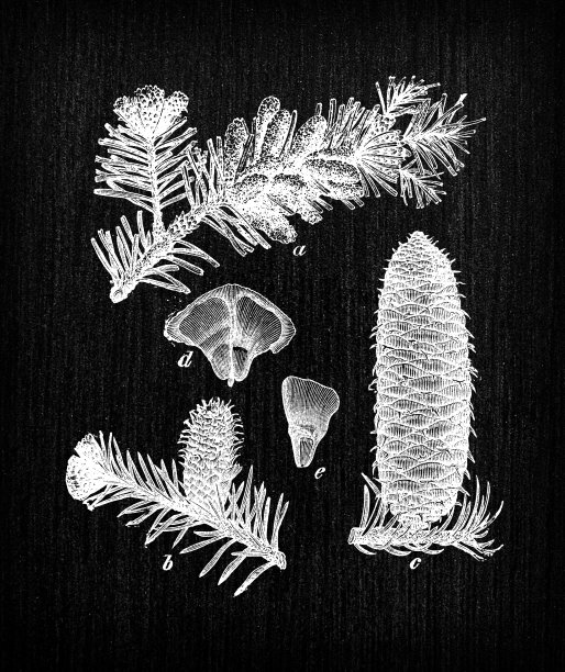 植物学植物仿古雕刻插画:冷杉(欧洲银杉、银杉)图片下载
