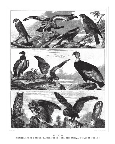 雀形目、角形目和隼形目成员雕刻古董插图，出版于1851年图片下载