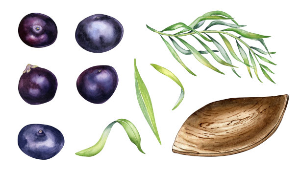 一套巴西莓，木制板水彩插图孤立的白色。奇异的亚马逊小紫色浆果，叶形盘，棕榈叶手绘。用于包装、标签的设计元素图片下载