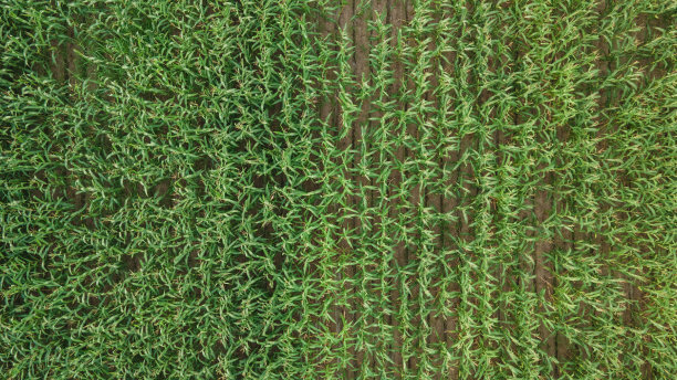 玉米地里的灌木丛顶端图片下载