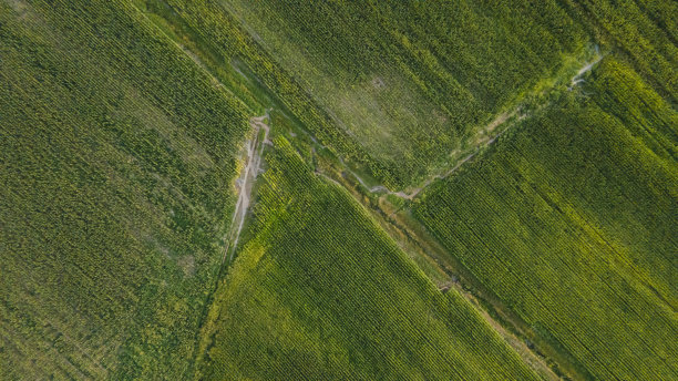 玉米田之间的沟灌系统图片下载