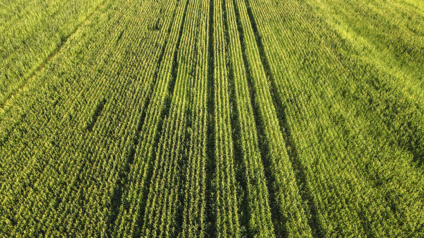 一排排正在成熟的玉米图片下载