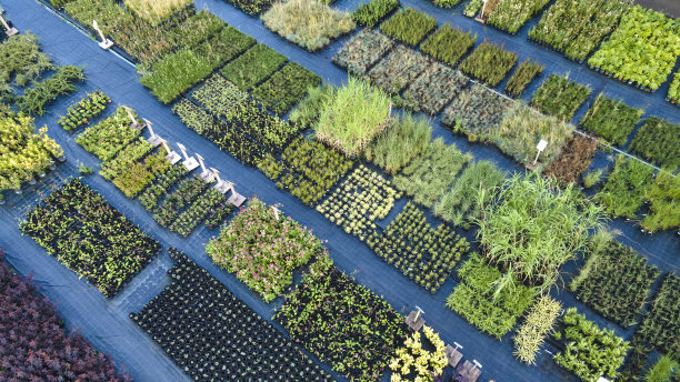 苗圃里有不同植物的摊位。Agroculture业务图片下载
