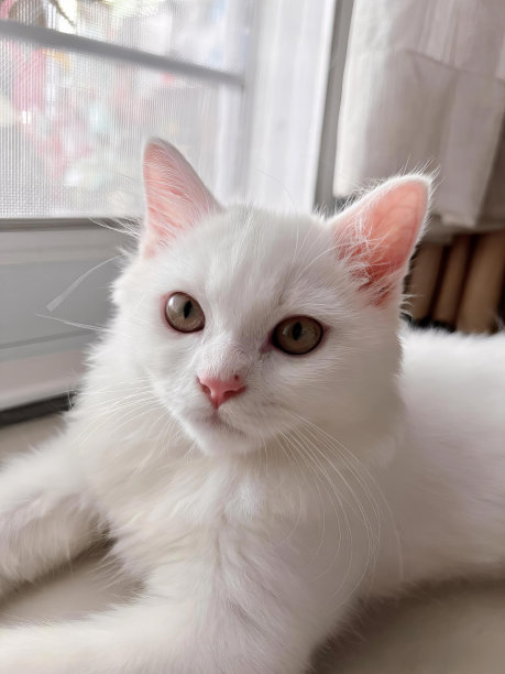 一张照片上，一只白猫躺在窗台上，一只安哥拉兔躺在窗户旁边的地板上。图片下载