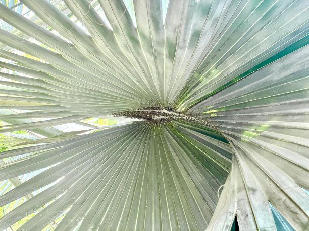 一棵棕榈树的照片，绿色的背景，棕榈树的窗户阴影，一只鸟栖息在它上面。图片下载