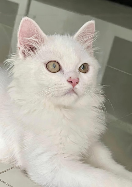 一张白猫躺在瓷砖地板上的照片，一只波斯猫躺在瓷砖地板上，用绿色的眼睛看着相机。图片下载