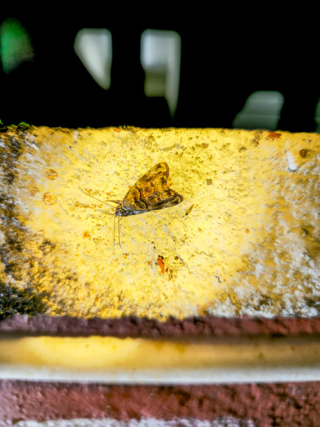 在墙上休息的夜间活动的小蛾子图片下载