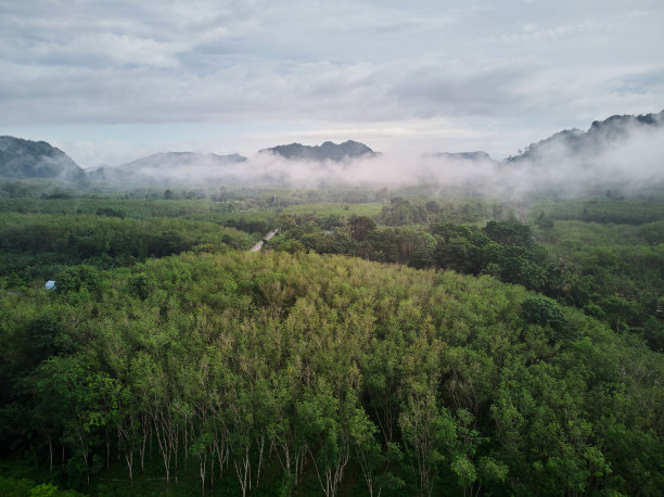 晨雾笼罩着橡胶林和高山图片下载